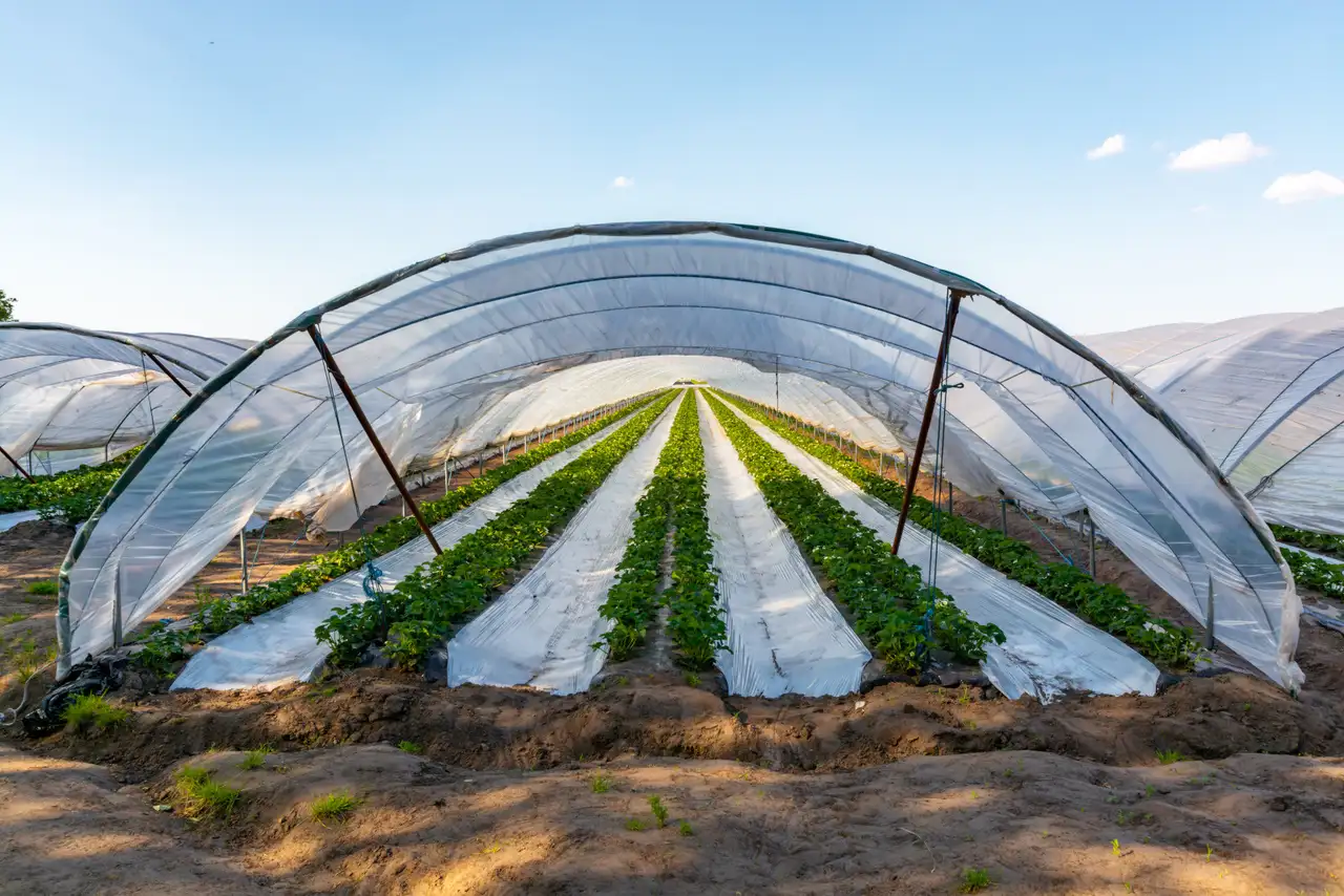 image / Serres agricoles